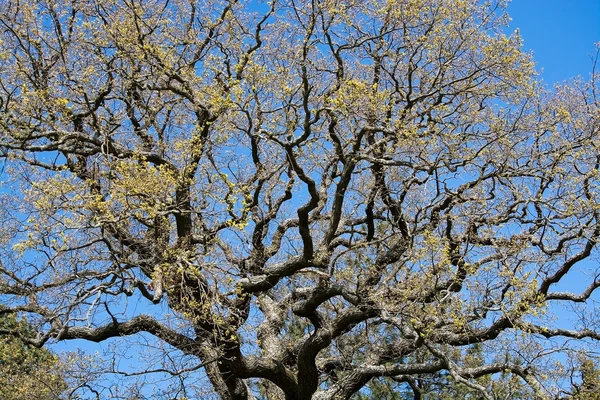 Oak branches — Stock Photo, Image