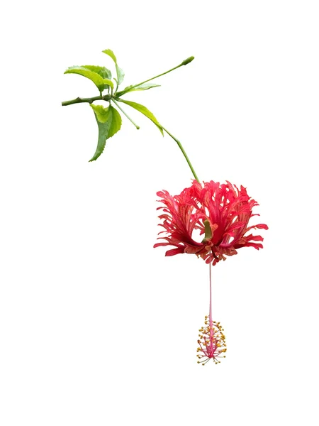 Червона гібіскус екзотична квітка ізольована на білому — стокове фото