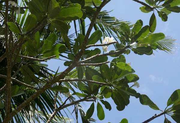 Vit frangipani blommor — Stockfoto