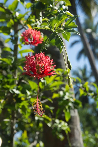 Röd hibiskus exotiska blommor — Stockfoto