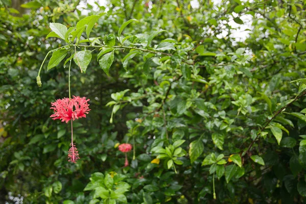 Röd hibiskus exotiska blommor — Stockfoto