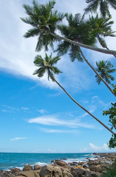 Coconut palmbomen en rotsachtige landschap — Stockfoto