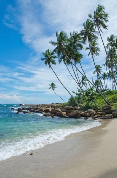 Coconut palm trees and sandy beach — Stock Photo, Image