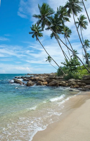 Kokosové palmy a písečná pláž — Stock fotografie