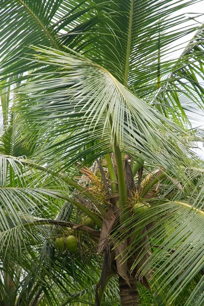 Palmy kokosowe — Zdjęcie stockowe