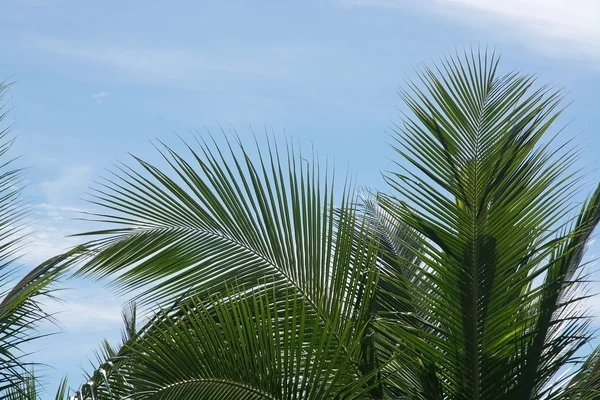 Kokosnoot palmbomen — Stockfoto