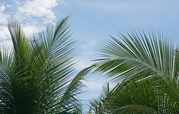 Kokosnoot palmbomen — Stockfoto