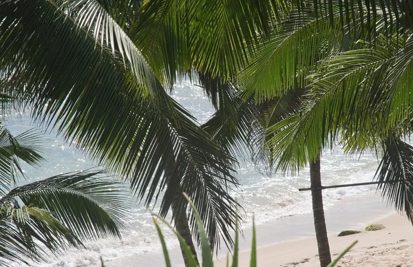 Coconut palm trees — Stock Photo, Image