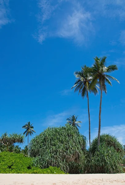 Coconut palm trees — Stock Photo, Image