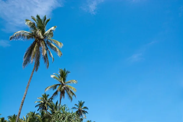 Coconut palm trees — Stock Photo, Image
