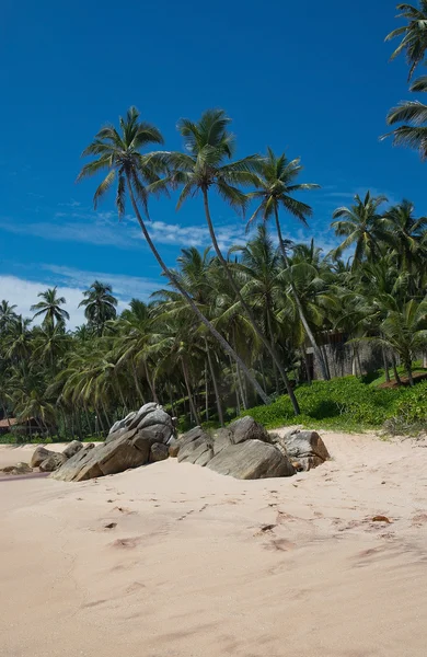 Pohon palem kelapa — Stok Foto