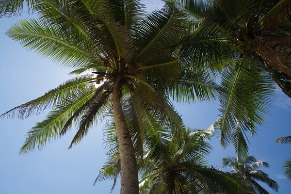 Coconut palm trees — Stock Photo, Image