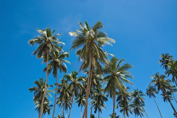 Kokosnoot palmbomen — Stockfoto