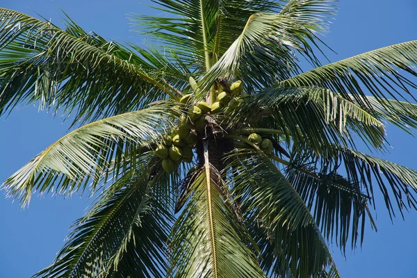 Palmeras de coco — Foto de Stock