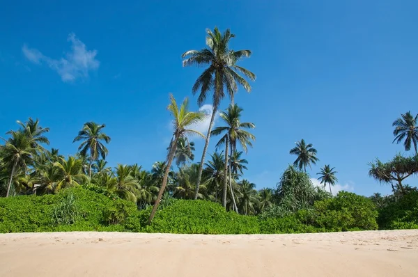 Paradise beach with green turquoise waves — Stock Photo, Image