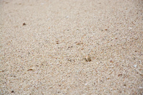 Seacrab en casa —  Fotos de Stock