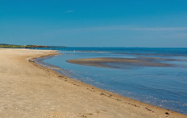 ทรายและชีวิตนกบนชายหาดในฟอลเคนเบิร์ก — ภาพถ่ายสต็อก