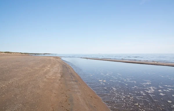 Dune de sable et vie d'oiseau sur la plage de Falkenberg — Photo
