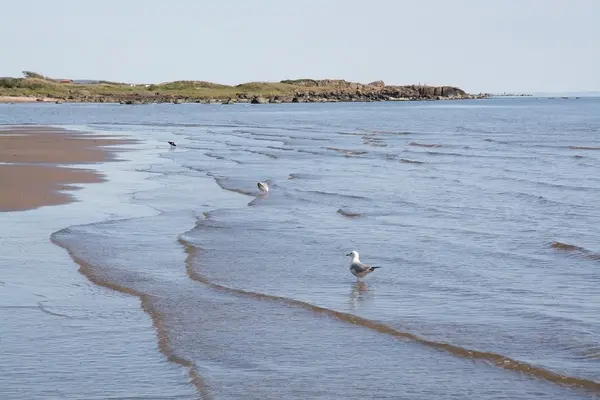 Duna de areia e vida de pássaro na praia em Falkenberg — Fotografia de Stock