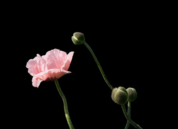Blady łosoś różowy maki — Zdjęcie stockowe