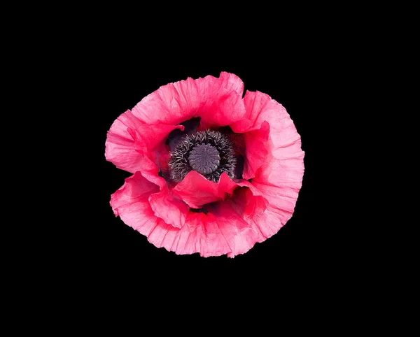 Pink poppy flower — Stock Photo, Image