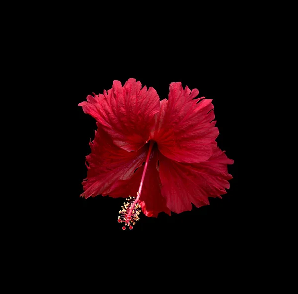 Carmine red hibiscus flower isolated — Stockfoto
