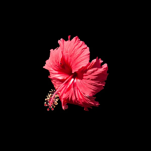 Flor de hibisco rojo carmín aislada — Foto de Stock