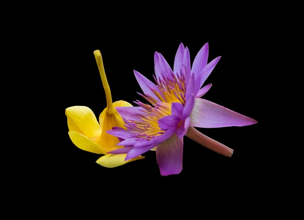 Фіолетовий лотос і жовта квітка — стокове фото