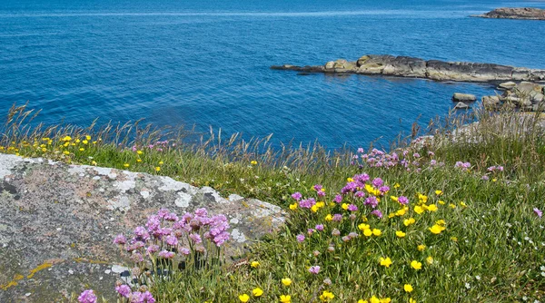 Fioritura paesaggio verde costiero — Foto Stock