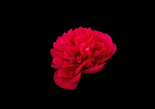Rote Pfingstrosenblume — Stockfoto