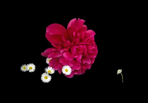 Red peony and outsider daisy — Stock Photo, Image