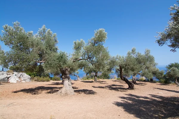 Olivos rurales en una granja junto al mar con mar Mediterráneo compiten —  Fotos de Stock