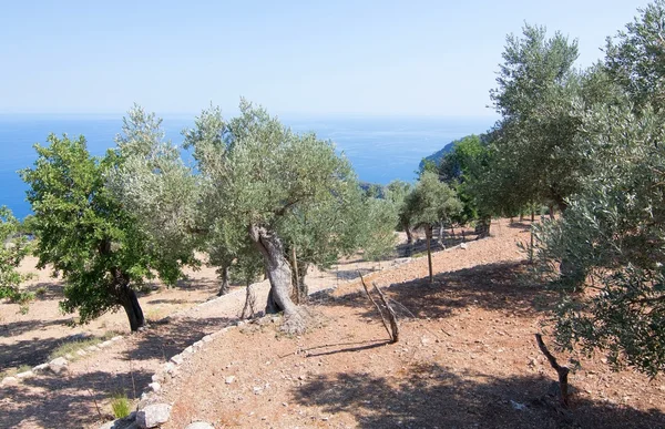 Olivos rurales en una granja junto al mar con mar Mediterráneo compiten —  Fotos de Stock