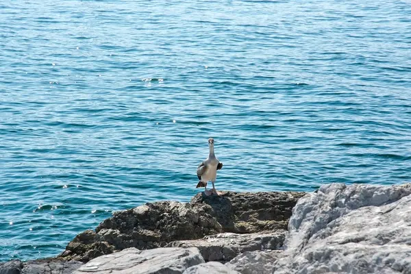 Nyfiken på pelican kyckling — Stockfoto