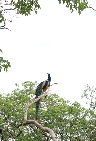 Paon dans un arbre de jungle — Photo