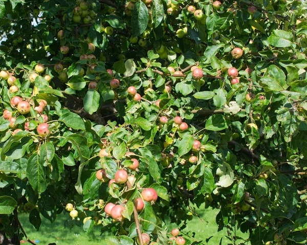 Jabłek dojrzewających — Zdjęcie stockowe
