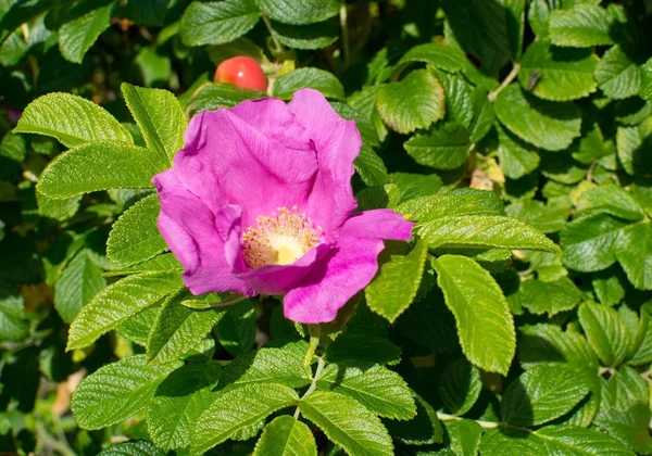 Rosehip flor rosa — Fotografia de Stock