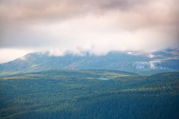 曇り山の森林 — ストック写真