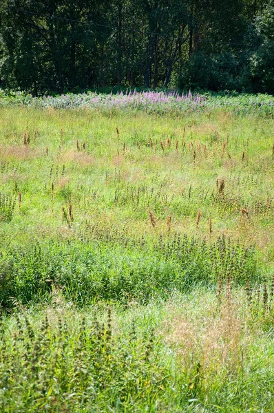 Verde prado de verano — Foto de Stock