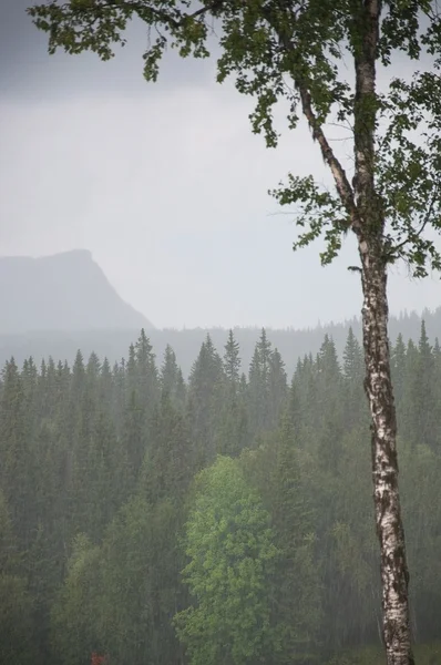 Ködös erdő megtekintése — Stock Fotó
