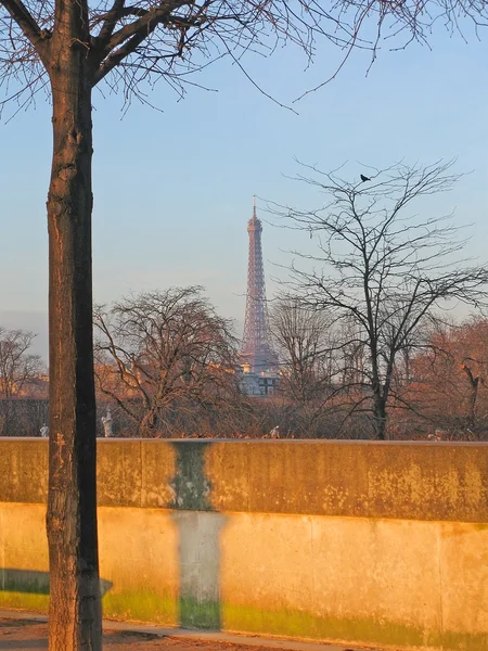 Eiffeltoren en boom met vogel — Stockfoto