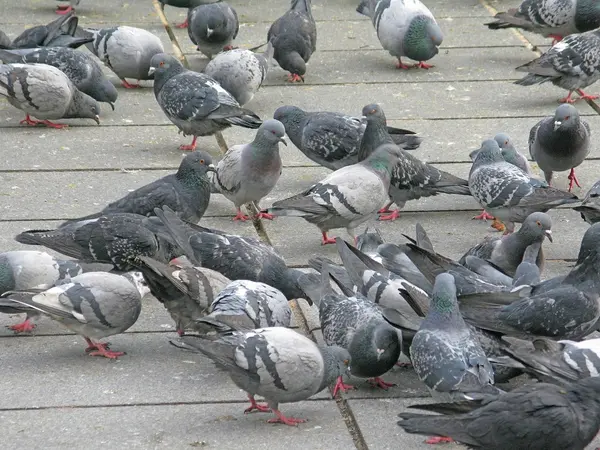 Multidão de pombas — Fotografia de Stock