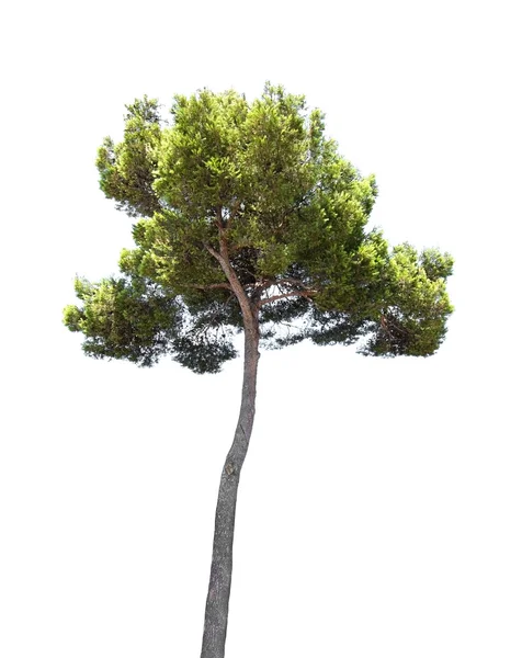 고립 된 소나무 — 스톡 사진