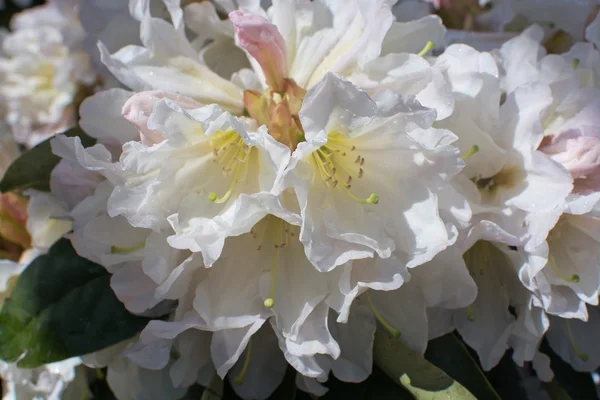 White rhododendron flower — Stock Photo, Image