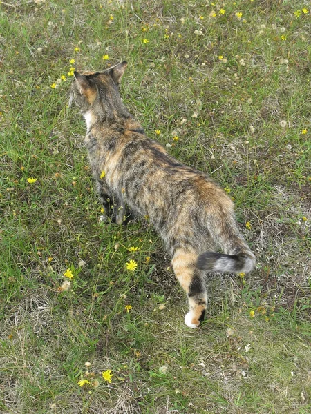 Kat aan zandstrand — Stockfoto