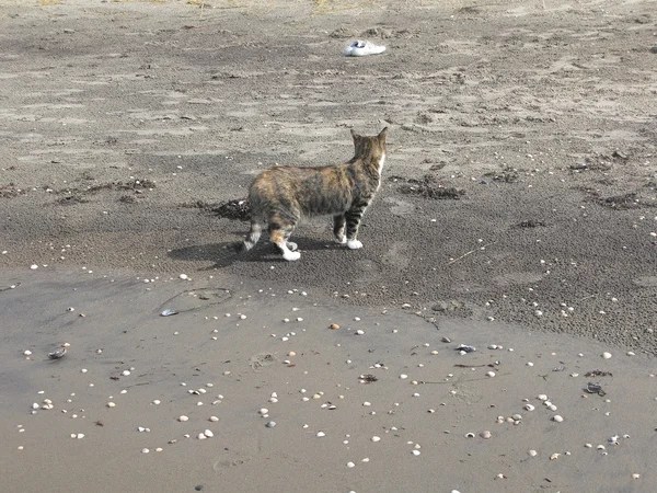 Chat sur la plage de sable — Photo