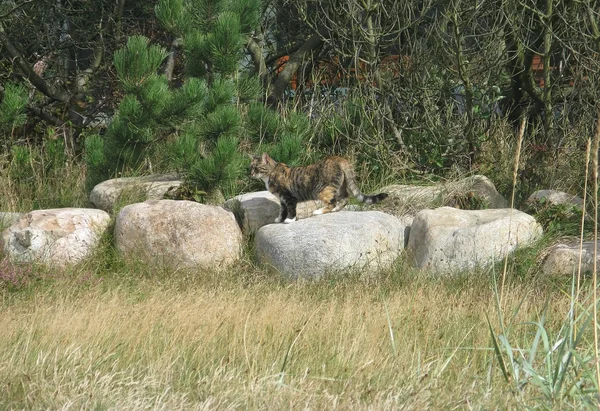 Katze auf den Felsen — Stockfoto