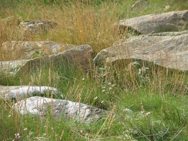 Pedras e grama — Fotografia de Stock