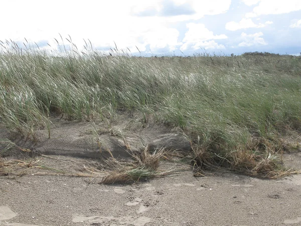 Natural sand and heath — Stock Photo, Image