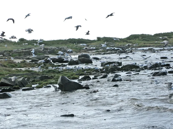 Чайки і водорості на пляжі — стокове фото